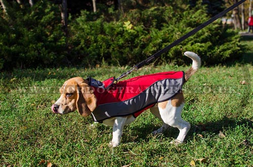 Small dog coat