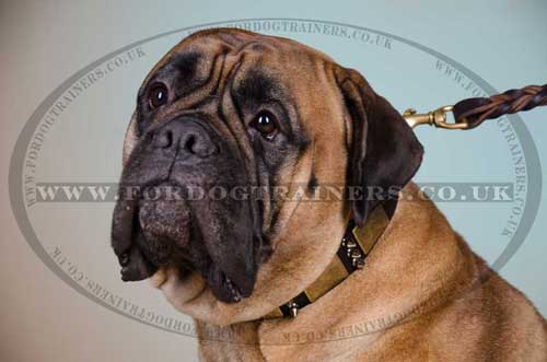 dog collar for large dog
