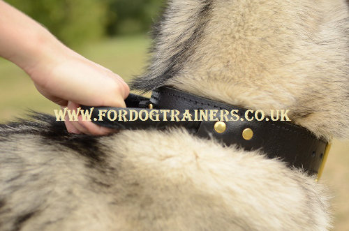 Husky dog collar with handle