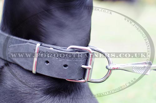 dog collar with id