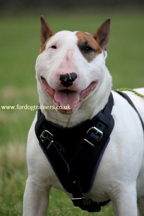English Bull terrier harness UK