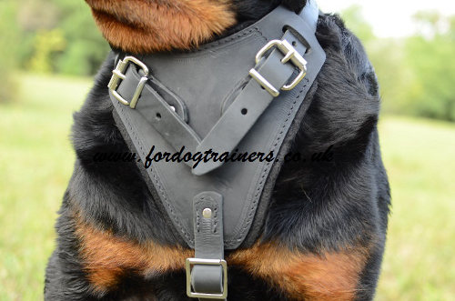 Rottweiler harness for attack/agitation training