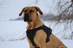 heavy duty nylon dog harness
