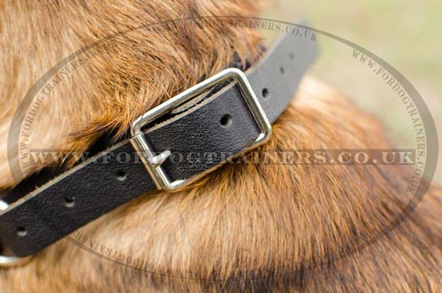 Dog slip collar for Malinois
