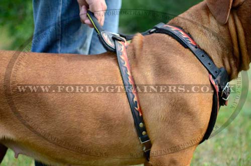 Harness for Dogue de Bordeaux