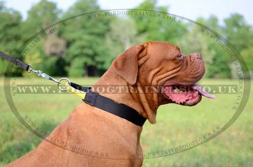 agitation dog collar with handle
