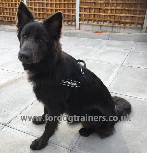 German Shepherd Service Dog Harness