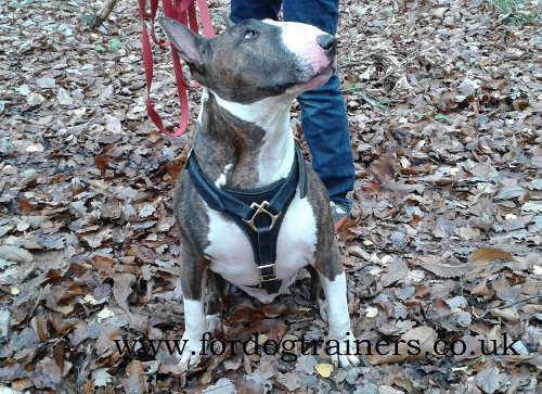 leather dog harness for Bullterrier