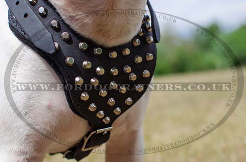 English Bull Terrier Harness