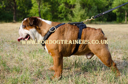 English Bulldog harness