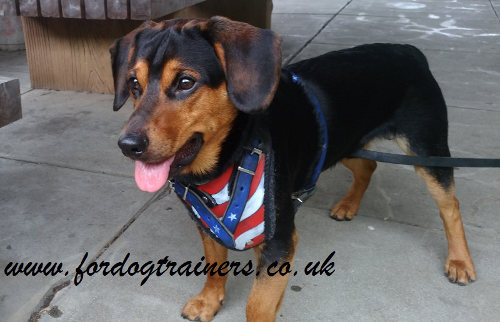 Handmade Leather Dog Harness UK