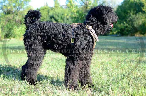 Dog harness for Black Russian Terrier