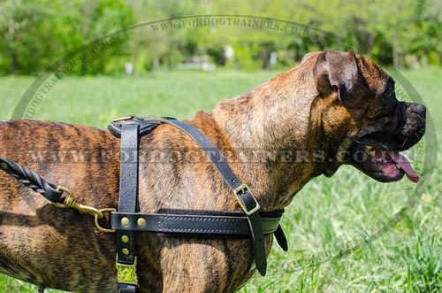 Boxer Pullung Harness