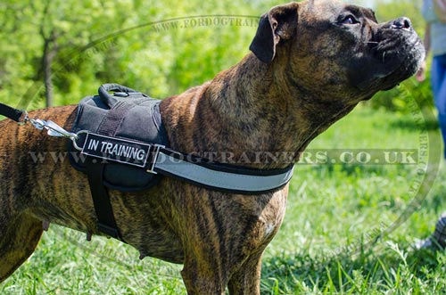 Dog Running Harness for Boxer Dog Training