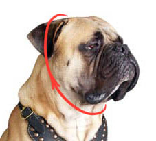 dog choke collar