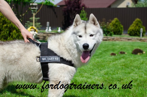 non pull dog harness uk bestseller