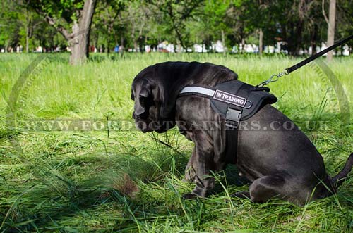 nylon dog harness with handle