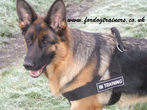 K9 Training Dog Harness for German Shepherd