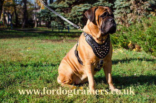 luxury padded leather dog harness