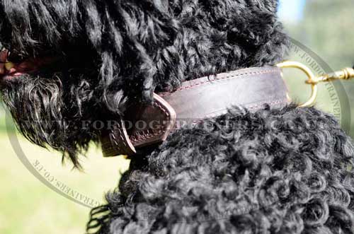large leather dog collar