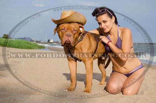 Large Leather Leather Dog Harness for Dogue De Bordeaux Mastiff