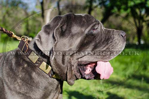 leather dog collar for neapolitan mastiff dog