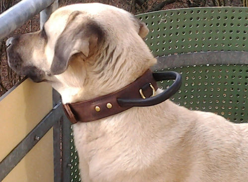 1 3/4 inch wide leather dog collar