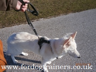Luxury Leather Dog Harness and Lead