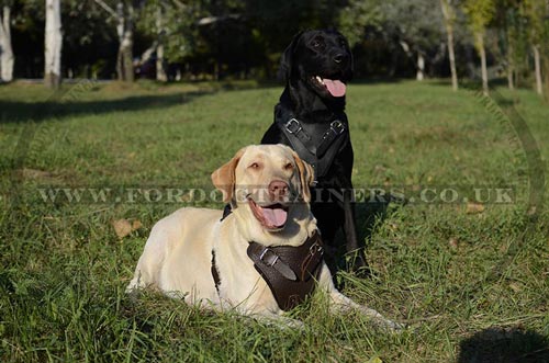 Leather dog harness for Labrador