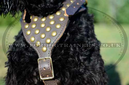 Black Russian Terrier harness