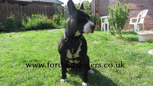 medium leather dog harness UK