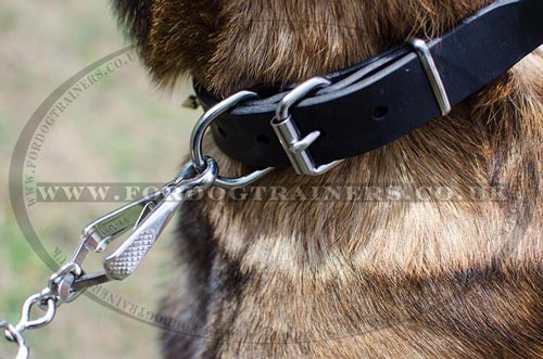 Leather Dogs  Collars