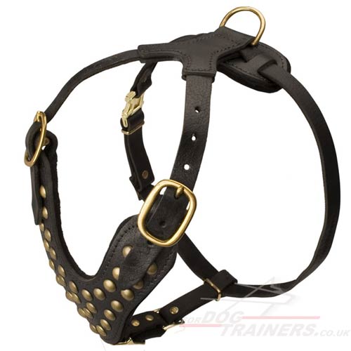 Labrador harness