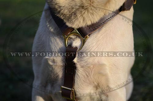 Luxury dog harness for Labrador