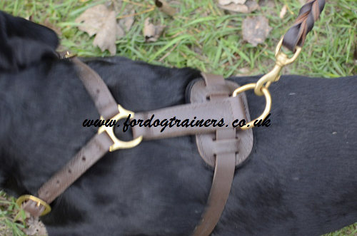 Luxury dog harness for Rottweiler