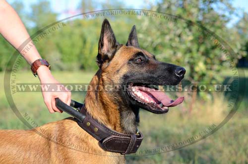 leather dog collar heavy duty