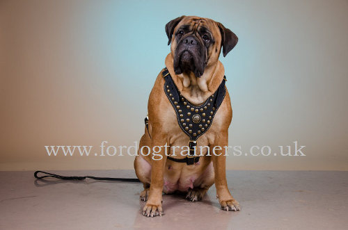 Leather padded dog harness