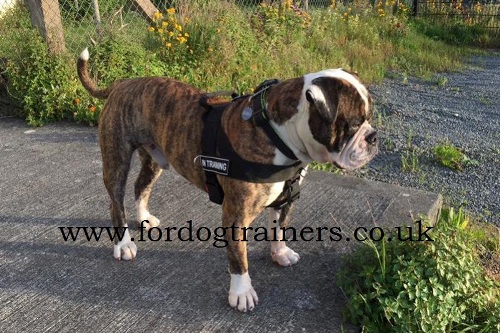 American Bulldog Harness UK