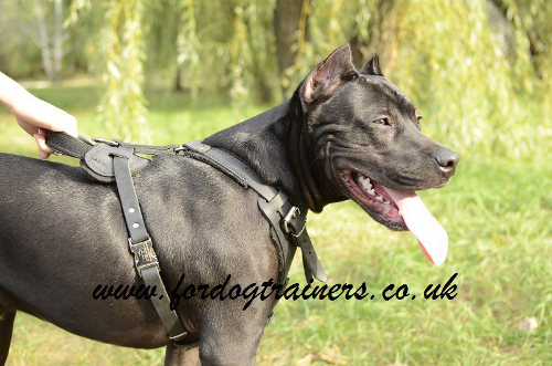 Leather dog harness perfect design