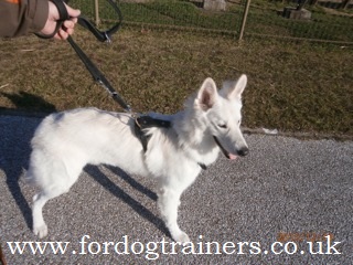 Luxury Dog Harness on White Shepherd