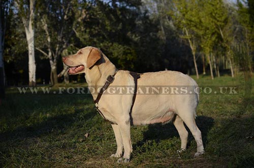 Luxury dog harness for Labrador walking
