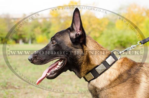 belgian shepherd dog collar