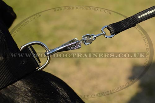 Nylon Dog Collar for Labrador