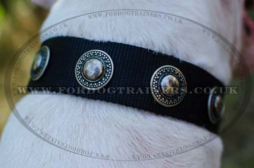 Nylon Dog Collar for Bull Terrier