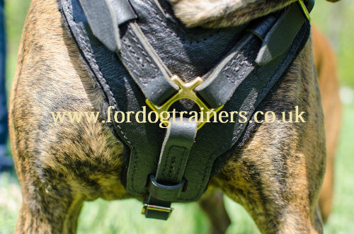 Boxer harness UK