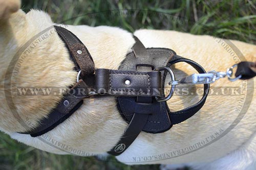 Labrador harness with handle, brown