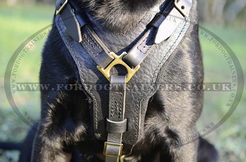 Soft padded dog harness for Labrador