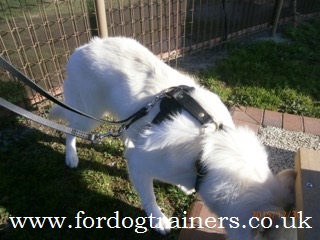 Luxury Dog Harness on White Shepherd