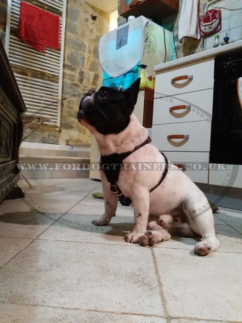 French Bulldog Harness for Small Dogs