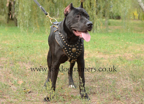 Royal Dog Harness for Pit Bull Terrier